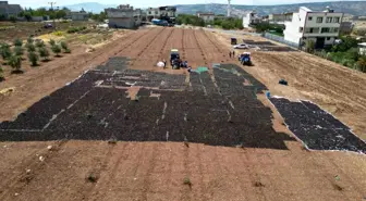 Kilis'te üzüm hasadı ve kurutma işlemi başladı