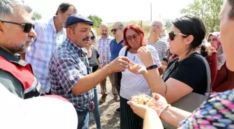 Eskişehir'de Safran Yaygınlaştırma Projesi Başladı