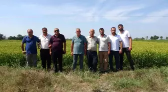 Samsun'da Çeltik Hasadı Yaklaşıyor, Üreticiler Fiyatları Bekliyor