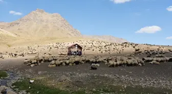 Hakkari'de berivanlar için yaylada 'Sistematik Sağım Merkezi' kuruldu