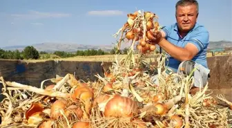 Denizli'nin Çal ilçesinde üzüme alternatif olarak soğan üretimi yapıldı