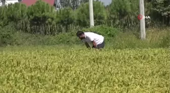 Çeltik üreticileri açıklanacak fiyatları bekliyor