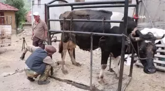 70 Yaşındaki Halil Oruç, İneklerin Tırnak Bakımını Yapıyor