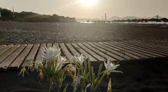 Muğla'da Kum Zambakları Sahili Beyaza Bürüdü