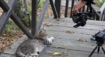 Tayland Devlet Televizyonu Samsun'daki 'Kedi Kasabası'nda belgesel çekiyor