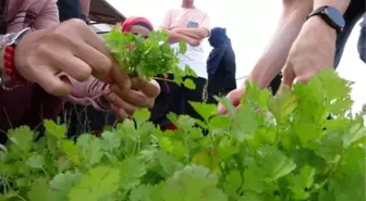 Engellilerin Yetiştirdiği Sebzeler Hasat Edildi, Lunaparkta Kutlama Yapıldı