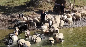 Üniversite mezunu genç, turizm sektöründen hayvancılığa geçti