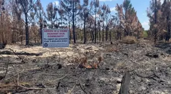 Louisiana'da çıkan orman yangınları kundaklama sonucu çıktı