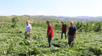 Muğla'da dolu ve fırtınadan etkilenen tarım alanlarında hasar tespiti çalışması