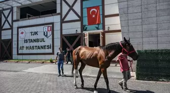 İstanbul Yarış Atları Hastanesi'nde Atların Tedavisi ve Sağlıklarına Kavuşmaları