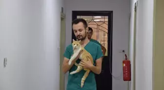 Bacağı Kırılan Kedi Cerrahi Operasyonla Sağlığına Kavuştu