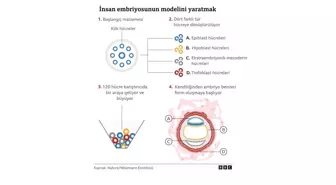 Kök Hücrelerle Geliştirilen Embriyo Modeli İnsan Embriyosuna Benzemeye Başladı