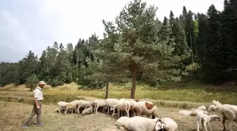 Düzce'deki Yaylalar Doğaseverlerin Tercihi