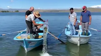 Ardahan'da 150 Bin Yavru Sazan Balığı Çıldır Gölü'ne Bırakıldı