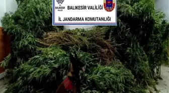 Balıkesir'de Uyuşturucu Operasyonu: 1 Kilogram Esrar ve 271 Kenevir Bitkisi Ele Geçirildi