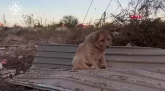 Ukrayna'da düşman saldırısına uğrayan köpek kurtarıldı