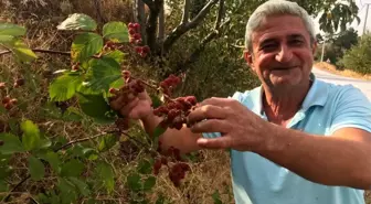 Buldan'da Doğal Böğürtlenlerin Hasat Zamanı
