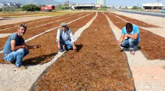 Tariş, 7 Numara Kuru Üzüm Avans Fiyatını 45 TL Olarak Belirledi