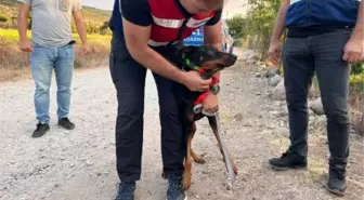BERZEG'İN KÖPEĞİ TİNA'NIN TAHLİLLERİNDEN DE SONUÇ ÇIKMADI
