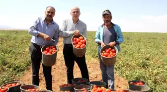 Karaman'da Salçalık Domates ve Biber Hasadı Başladı