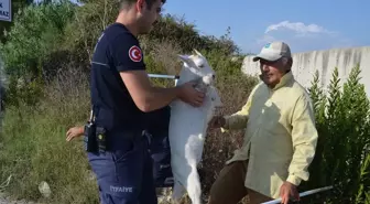 Serik'te kuyuya düşen oğlak itfaiye tarafından kurtarıldı