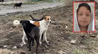 Çankırı'da başıboş sokak köpekleri, 10 yaşındaki çocuğa saldırdı