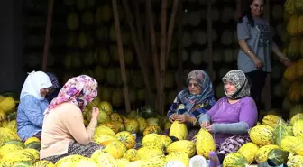 Kırkağaç Kavunu Kış Sofralarına Hazırlanıyor