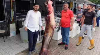 Samsun'da 94 kilogramlık yayın balığı satışa çıkarıldı