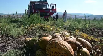 Yozgat'ta Kavun-Karpuz Hasatı Devam Ediyor. Bölge Çiftçisi, Girdi Maliyetlerinden Şikayetçi