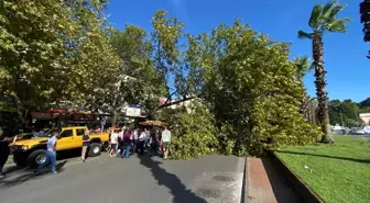 Zonguldak'ta Çınar Ağacı Otomobile Zarar Verdi