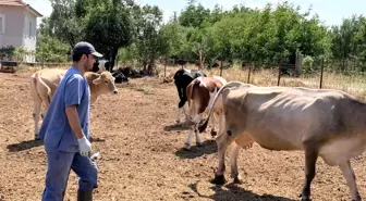 Afyonkarahisar'da Tarım ve Orman Müdürlüğü tarafından aşılama kampanyası başlatıldı