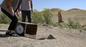 İsrail'de izlenen gökdoğan Türkiye'de alıkonuldu