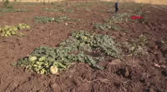 Batman'da Yaban Tavşanları Kavunlara Zarar Verdi