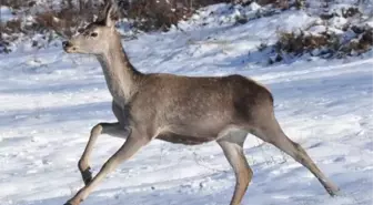Bolu Barosu, Kızılgeyik Avı İhalesinin İptali İçin Dava Açtı