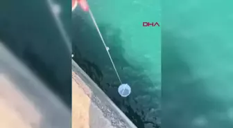 Sarıyer'de Denize Düşen Yavru Kedi Kurtarıldı