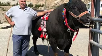 Yusufeli'de düzenlenen boğa güreşlerinde 'Karagöz' birinci oldu