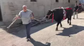 Yusufeli'de düzenlenen boğa güreşlerinde 'Karagöz' birinci oldu