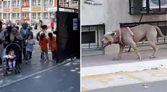 İstanbul'da başıboş pitbull okul bahçesine daldı