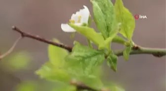 Erik ağacı mevsimleri şaşırdı, Eylül ayının ortasında çiçek açtı