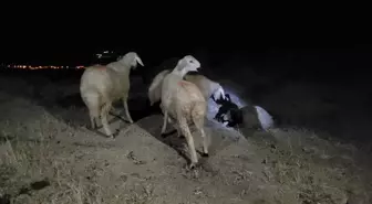 Kilis'te kaybolan küçükbaş hayvanlar bulundu