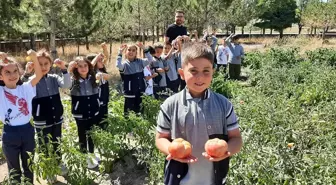 Kayseri'deki Fatih İlkokulu Öğrencileri Bahçelerindeki Sebzeleri Hasat Etti