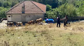 Zonguldak'ta Kaybolan Hayvanlar Jandarma Tarafından Bulundu