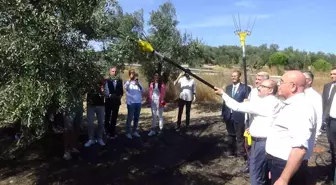 Balıkesir Valisi İsmail Ustaoğlu, Ayvalık'ta Zeytin Hasadına Katıldı