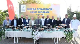 Bursa'nın 'siyah incisi'nde hasat başladı