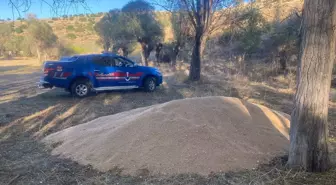 Çerkeş ilçesinde boş araziye dökülmüş buğday bulundu