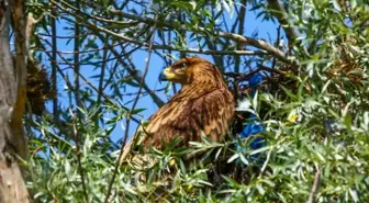Çorum'da Şah Kartalı Yavruladı