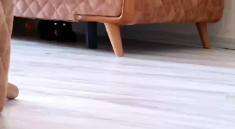 Çorlu'da Hasta Olabileceği Düşünülen Kedi Ev Sahibine ve Belediye Ekiplerine Saldırdı