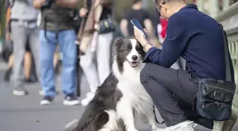 İngiltere'de sahipsiz köpeklerin yarısı önceki sahipleriyle buluştu