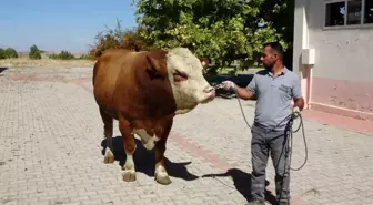 Malatya'dan Dünyaya Boğa Sperması İhracatı