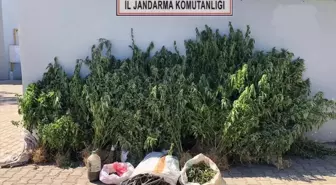 Şarköy'de Uyuşturucu Operasyonu: 514 Kök Hint Keneviri ve 900 Gram Esrar Ele Geçirildi